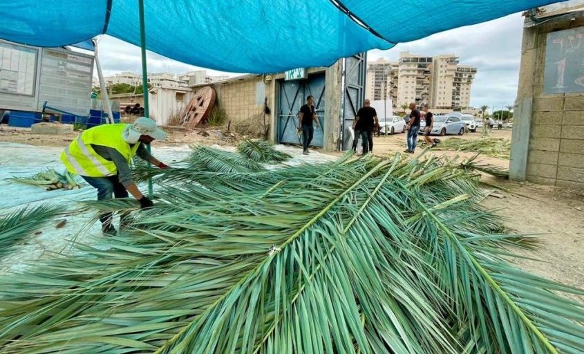 חלוקת סכך לסוכה. צילום: דוברות עיריית אשקלון