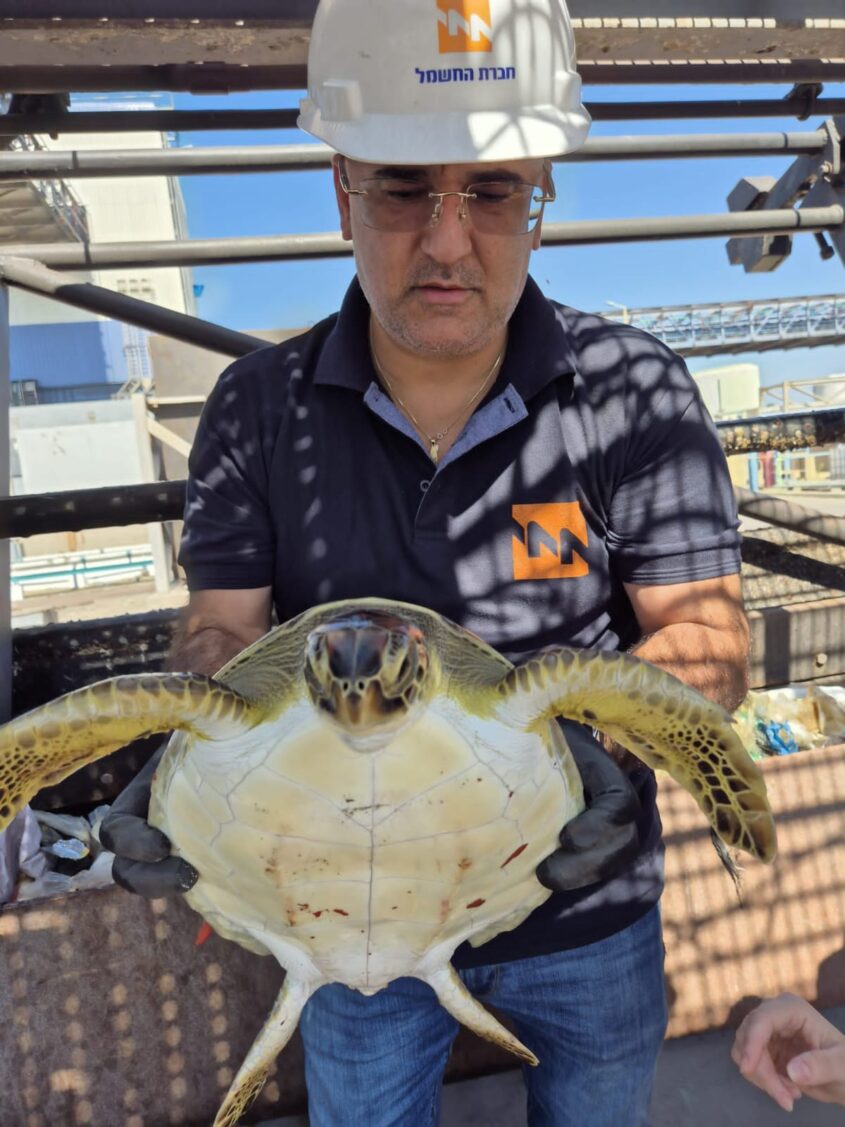 צב הים שחולץ מתחנת הכוח רוטנברג. צילום: חברת החשמל