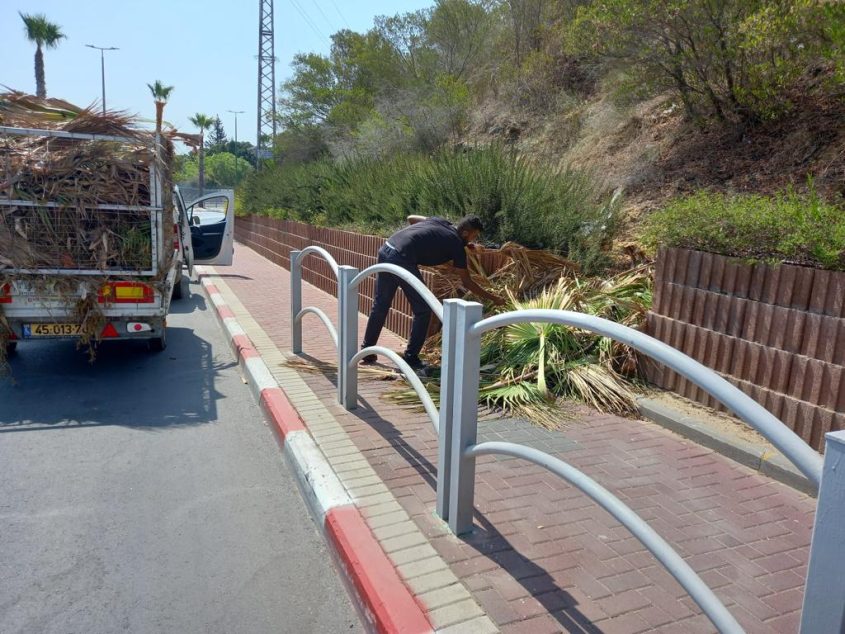 איסוף סכך לסוכה. צילום: דוברות עיריית אשקלון